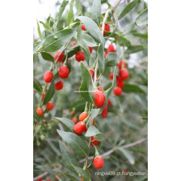 Ningxia Goji Berry